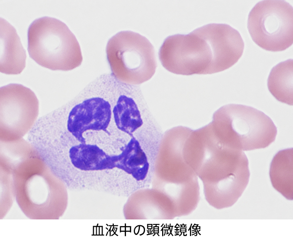 血液中の顕微鏡像
